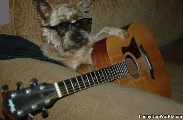 Guitar Solo Dog