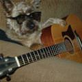 funny dog 5