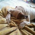 funny dog 1