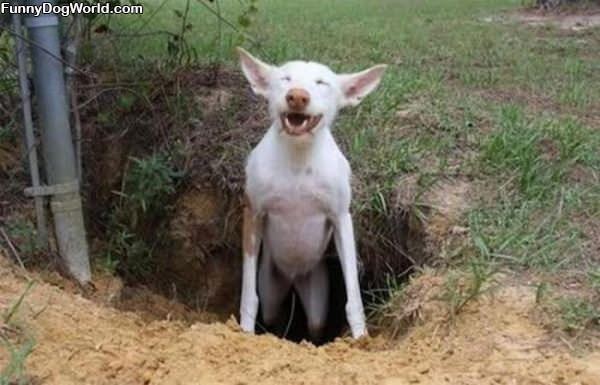 Hahaha I Dug A Hole