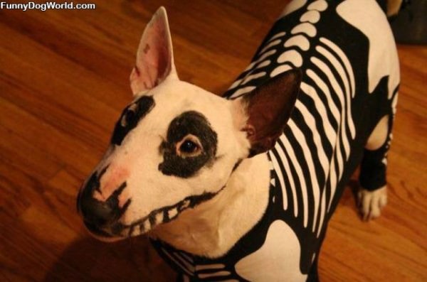 Halloween Dog