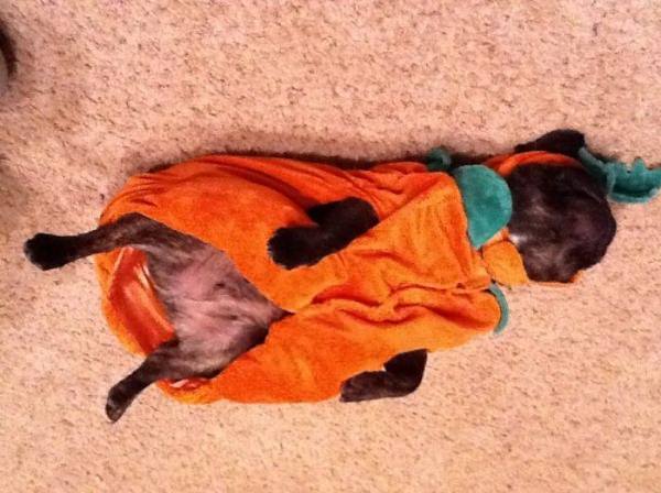 Halloween Makes Me Tired