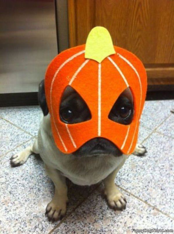 Halloween Pug