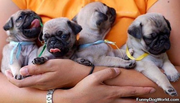 Hand Full Of Pugs