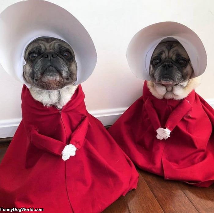 Handmaids