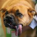 funny dog 3