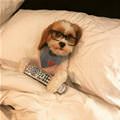 funny dog 2