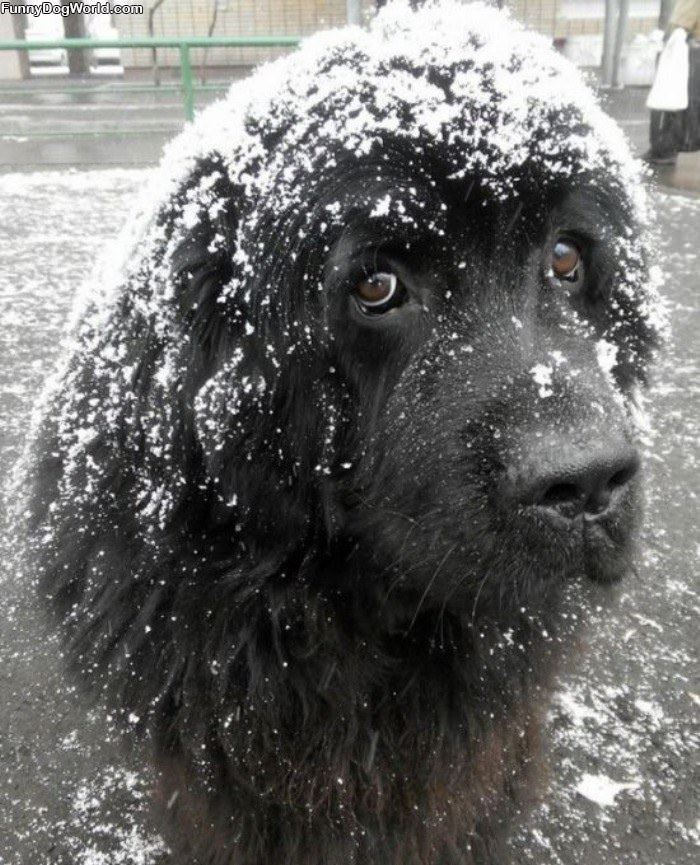 Hanging In The Snow