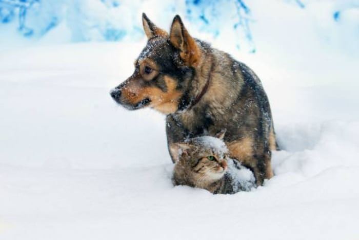 Hanging Out In The Snow