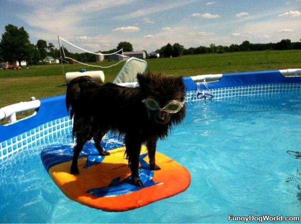 Hanging Out On The Pool