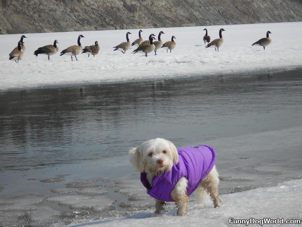 Hanging Out With The Geese