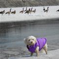 funny dog 4