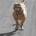 Happiest Dog Ever