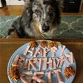 funny dog 4