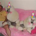 Happy Birthday Dogs