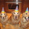 Happy Birthday Party Dogs