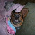 Happy Dreams