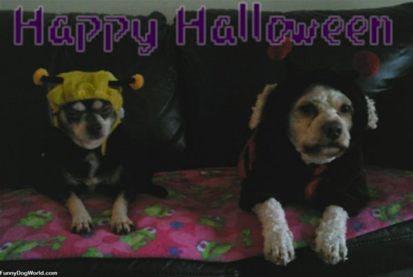 Happy Halloween Dogs