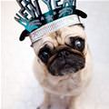funny dog 3