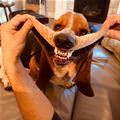funny dog 3