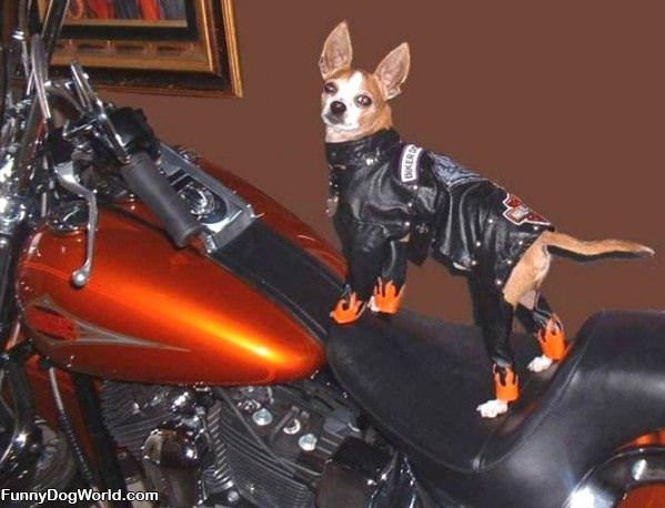 Harley Dog