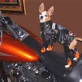 Harley Dog