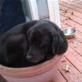 funny dog 2