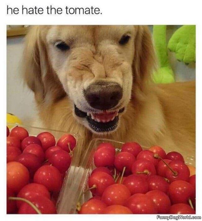 Hates The Tomate