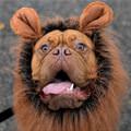 funny dog 2