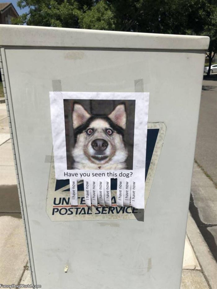 Have You Seen This Dog