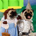 funny dog 2