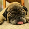 funny dog 3