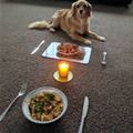funny dog 1