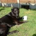 funny dog 1