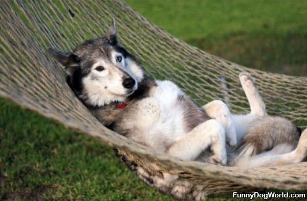 Having Out Relaxing Dog