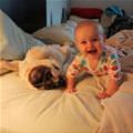 funny dog 4