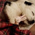 funny dog 3