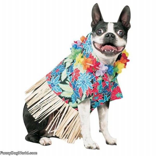 Hawaiian Dog