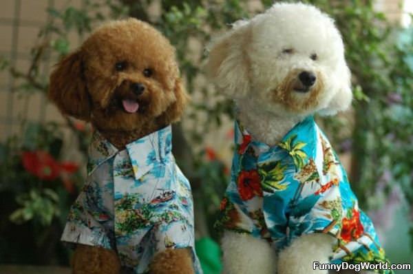 Hawaiian Shirts