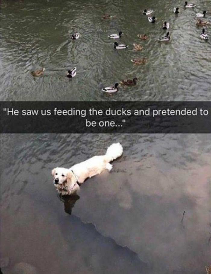 He Saw Us Feeding The Ducks