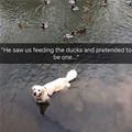 funny dog 5