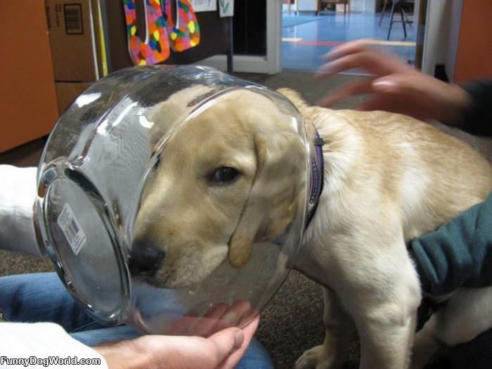 Head In A Bowl