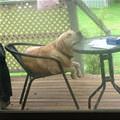 Head On The Table