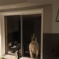 funny dog 3