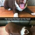 funny dog 2