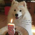 funny dog 2