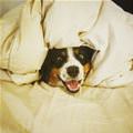funny dog 2