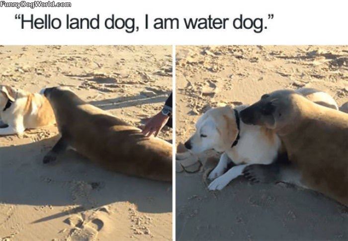 Hello Land Dog