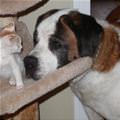 funny dog 3