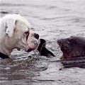 funny dog 2